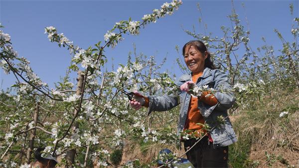 山西闻喜下庄村：昔日荒坡变身采摘生态园