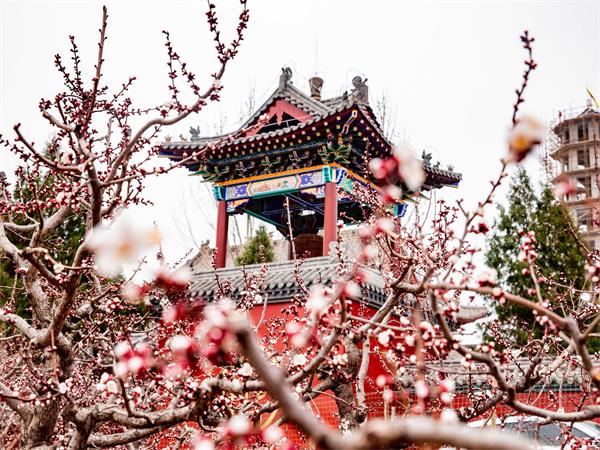 山西夏县：春日杏花掩映古建红墙